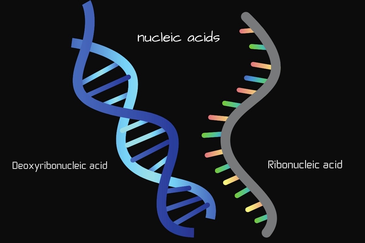 Nucleic Acid Types Processes Structure And Differences