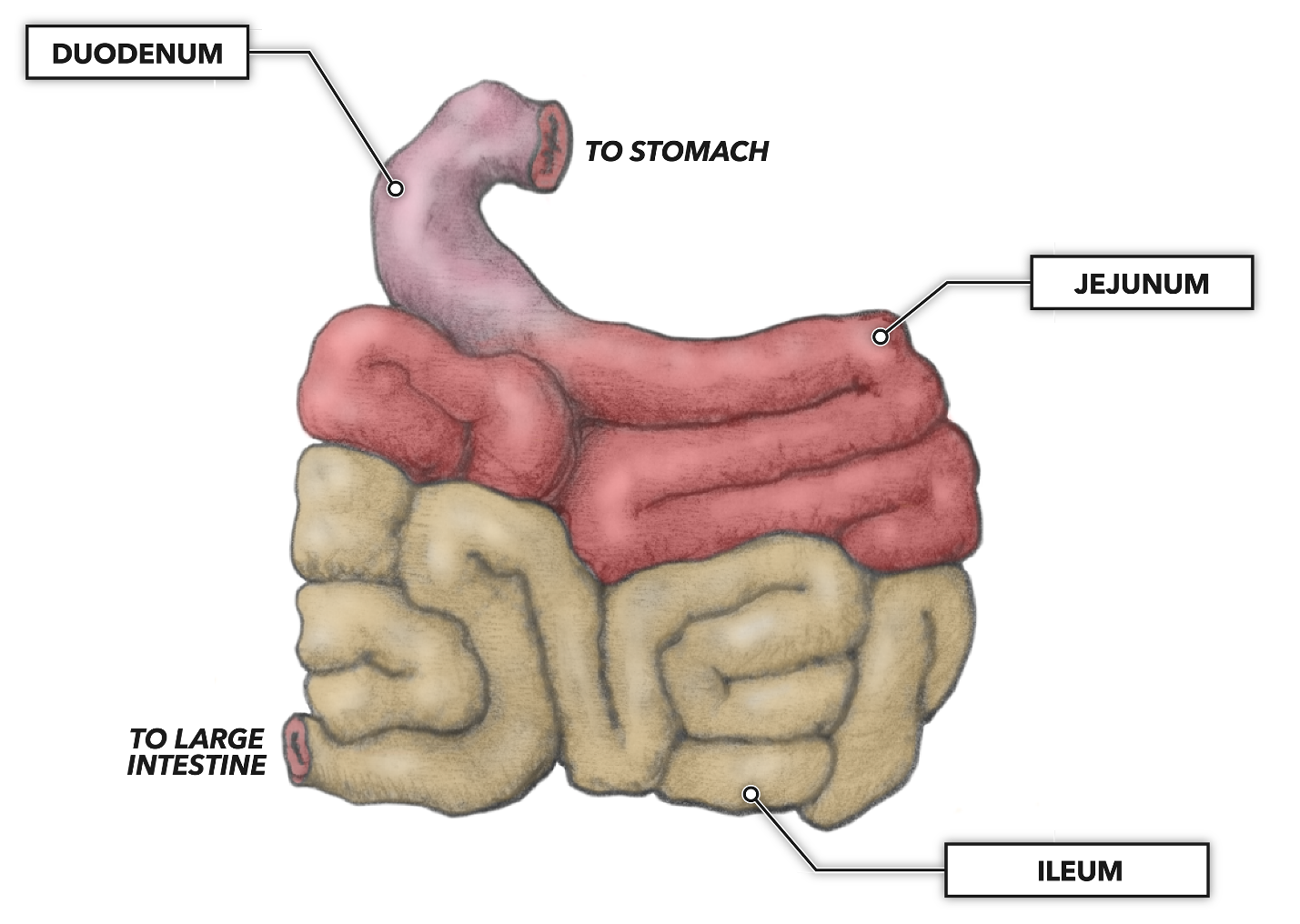 Parts Of A Small Intestine A Quick Guide